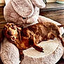 Minnie joined the competition — help win amazing prizes! animal, brown_coat, carpet, cozy, cute, dachshund, dog, ears, flooring, furniture, home, indoor, looking_up, paw, pet, plush, relaxed, snout, stuffed_animal, toy