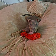 Diesel is registered to the contest to win money with this photo: puppy, dog, toy, orange_toy, bean_bag, cushion, indoor, pet, looking, brown, ears, soft, furniture, relaxed, home, young_dog, curious, paw, resting, comfortable