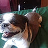 animal, brown_and_white, canine, close_up, collar, companion, curtains, cute, dog, domestic, friendly, furniture, green_bedspread, happy, indoor, pet, resting, small_dog, smiling, tongue_out