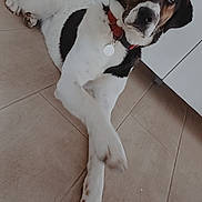 Canyon a rejoint le concours — aidez-le/la à gagner de superbes lots ! animal, black_and_white, box, brown_markings, cabinet, canine, collar, crossed_paws, dog, domestic, floor, fur, house, indoor, looking_away, pet, quiet, relaxed, tag, tile_floor