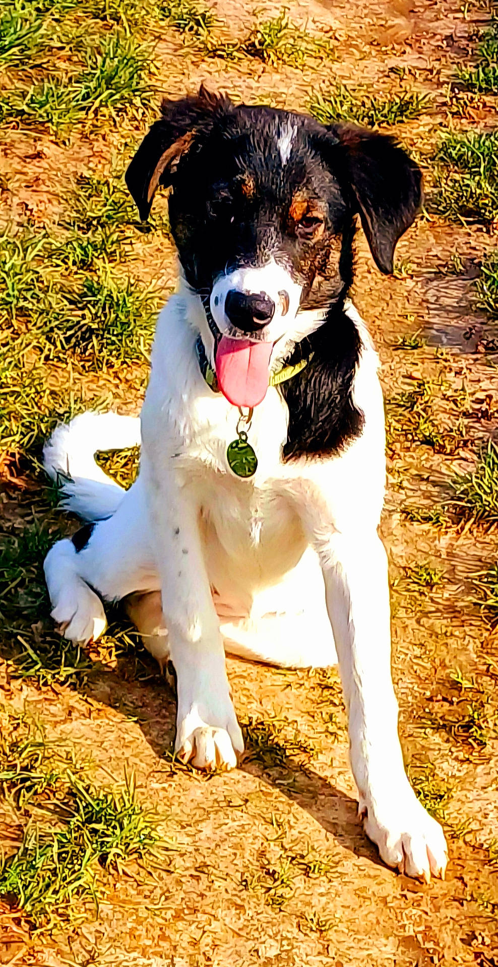 Canyon participe au concours pour gagner de l'argent avec cette photo : accessories, animal, ball, bodypart, canine, dog, football, grass, hound, mouth, person, pet, plant, puppy, soccer, soccerball, soil, sport, tennis, tennisball