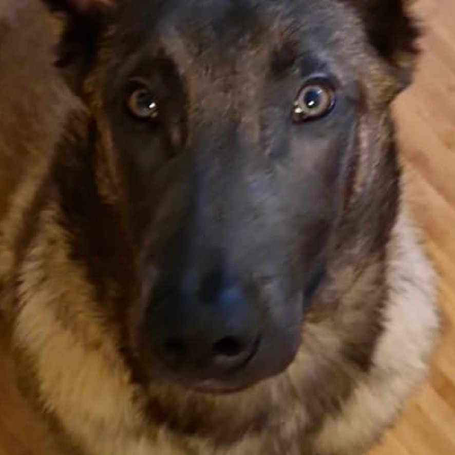 Stan participe au concours pour gagner de l'argent avec cette photo : animal, black, brown, canine, closeup, companion, curious, dog, domestic, ears, eyes, fur, german_shepherd, indoor, looking_up, mammal, nose, paw, pet, wooden_floor