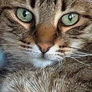 Tigrou a rejoint le concours — aidez-le/la à gagner de superbes lots ! cat, tabby, close_up, green_eyes, fur, whiskers, pet, animal, face, ears, cute, domestic, mammal, feline, portrait, indoor, looking, alert, sleepy, resting