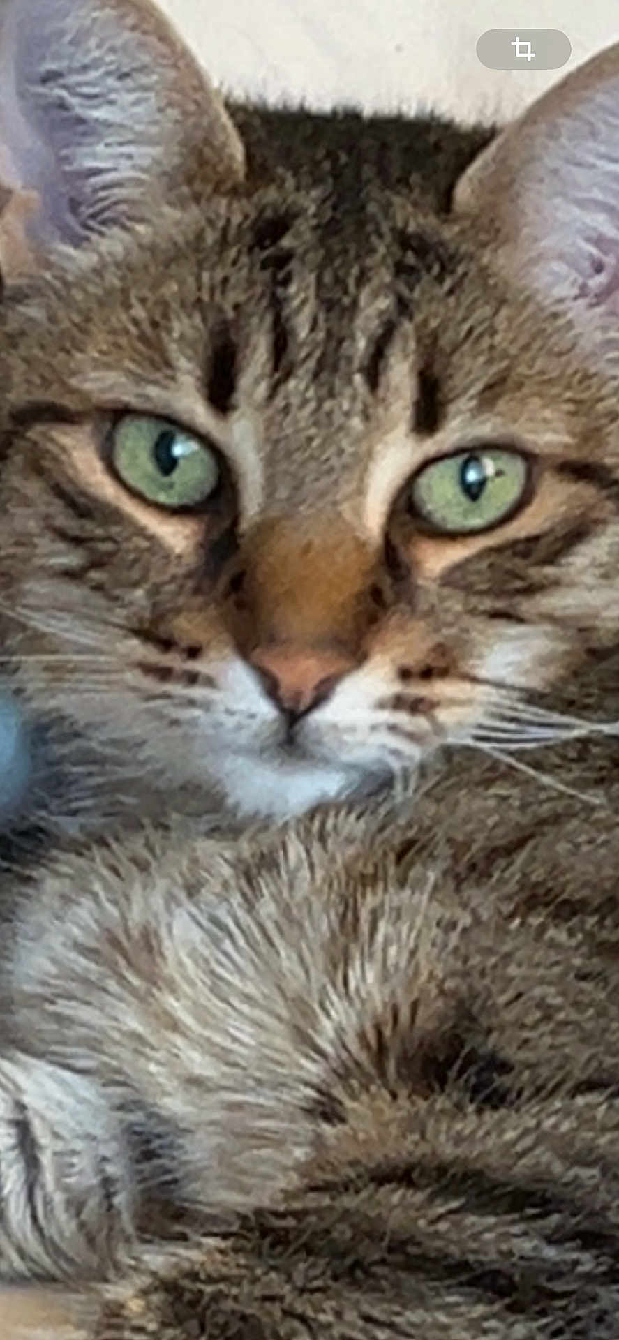 Tigrou