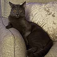 Ash is registered to the contest to win money with this photo: cat, black_cat, pet, feline, animal, indoor, couch, furniture, relaxed, alert, yellow_eyes, curled_tail, cozy, home, resting, soft_texture, plush_pillow, domestic_animal, companion, quiet