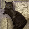 cat, black_cat, pet, feline, animal, indoor, couch, furniture, relaxed, alert, yellow_eyes, curled_tail, cozy, home, resting, soft_texture, plush_pillow, domestic_animal, companion, quiet
