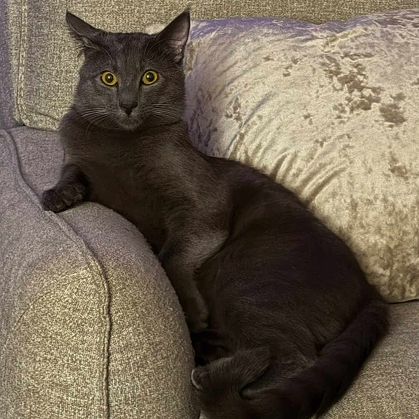 Ash is registered to the contest to win money with this photo: cat, black_cat, pet, feline, animal, indoor, couch, furniture, relaxed, alert, yellow_eyes, curled_tail, cozy, home, resting, soft_texture, plush_pillow, domestic_animal, companion, quiet