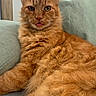 animal, cat, closeup, couch, cozy, cute, domestic, feline, fluffy, fur, furniture, indoor, mammal, orange_cat, pet, portrait, relaxed, resting, tongue_out, whiskers