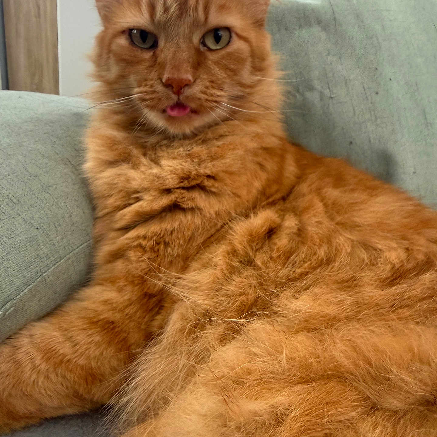 Nougat participe au concours pour gagner de l'argent avec cette photo : animal, cat, closeup, couch, cozy, cute, domestic, feline, fluffy, fur, furniture, indoor, mammal, orange_cat, pet, portrait, relaxed, resting, tongue_out, whiskers