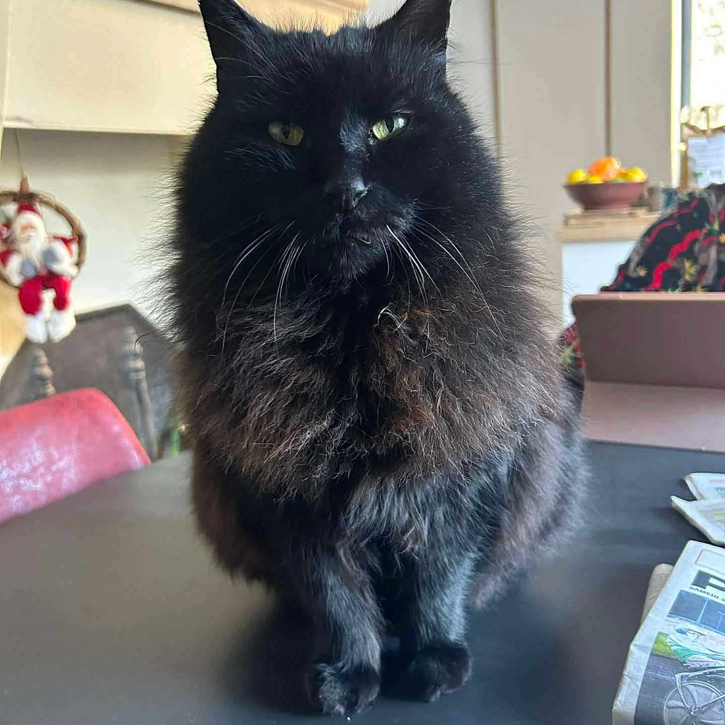 Leny a rejoint le concours — aidez-le/la à gagner de superbes lots ! black_cat, bowl, cat, chair, cozy, decoration, domestic_animal, feline, fireplace, fluffy_fur, fruit, green_eyes, home, indoor, newspaper, pet, portrait, sitting, table, whiskers
