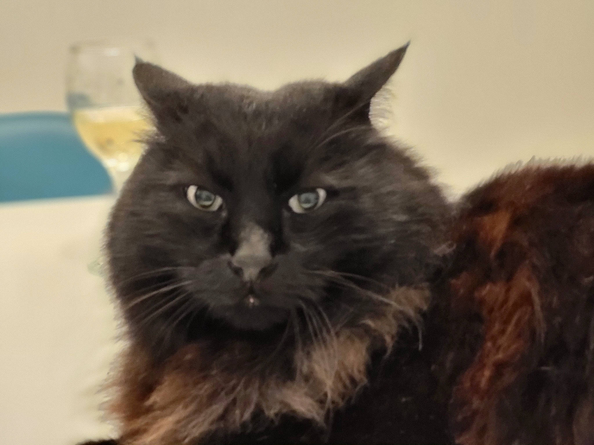 Leny a rejoint le concours — aidez-le/la à gagner de superbes lots ! black_cat, carnivore, cat, claw, comfort, eye, felidae, fur, hair, serveware, small_to_medium_sized_cats, snout, tableware, terrestrial_animal, vertebrate, whiskers, window