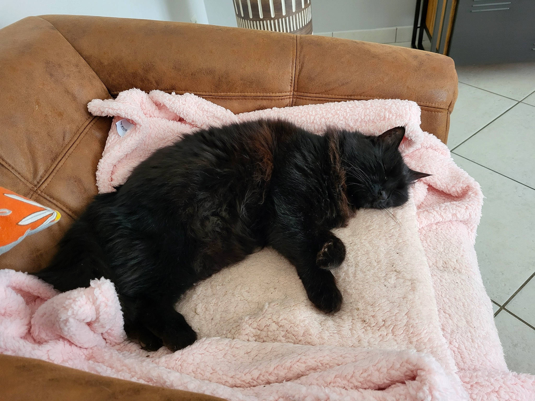 Leny a rejoint le concours — aidez-le/la à gagner de superbes lots ! bed, bedding, black_cat, carnivore, cat, comfort, couch, dog_breed, domestic_short_haired_cat, felidae, flooring, fur, grey, linens, living_room, room, small_to_medium_sized_cats, sporting_group, tail, whiskers