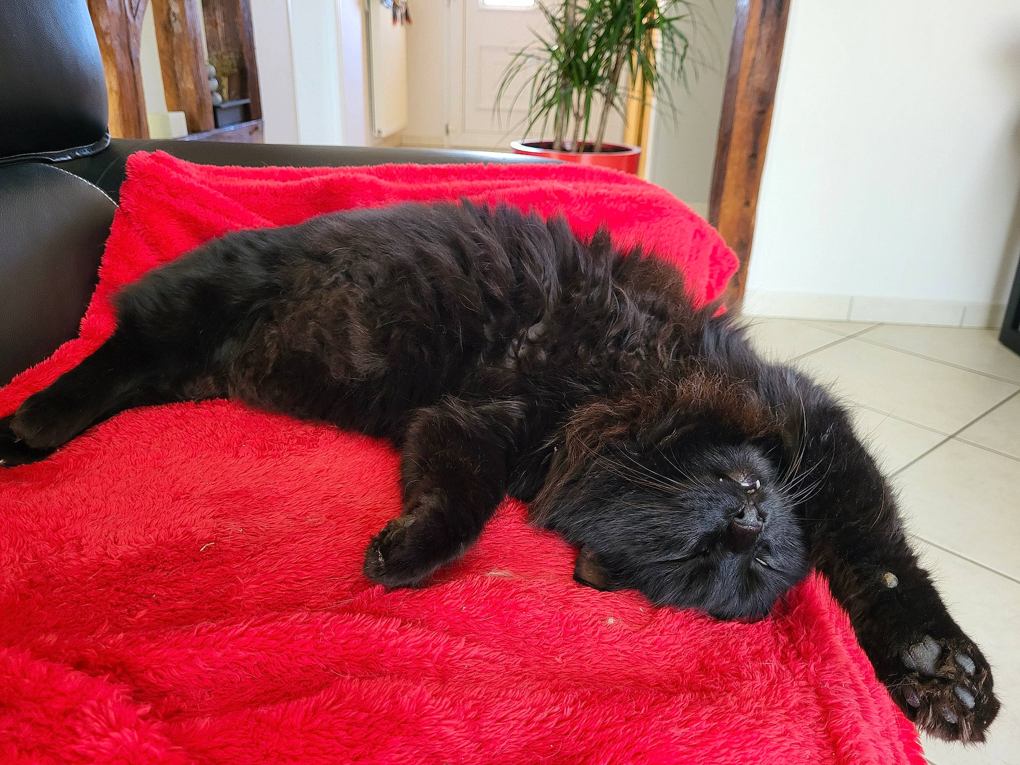 Leny participe au concours pour gagner de l'argent avec cette photo : black_cat, canidae, carnivore, cat, claw, comfort, companion_dog, dog_breed, felidae, flooring, fur, houseplant, mammal, plant, small_to_medium_sized_cats, snout, sporting_group, tail, terrestrial_animal, whiskers