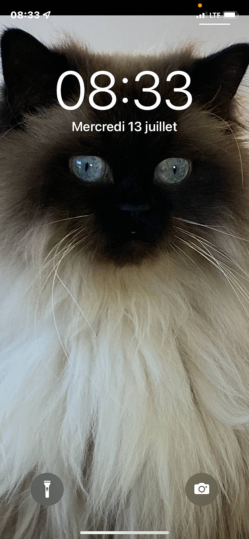 Chloé a rejoint le concours — aidez-le/la à gagner de superbes lots ! balinese, carnivore, cat, close_up, fawn, felidae, font, fur, iris, light, mammal, photo_caption, ragdoll, siamese, small_to_medium_sized_cats, snout, terrestrial_animal, thai, vertebrate, whiskers