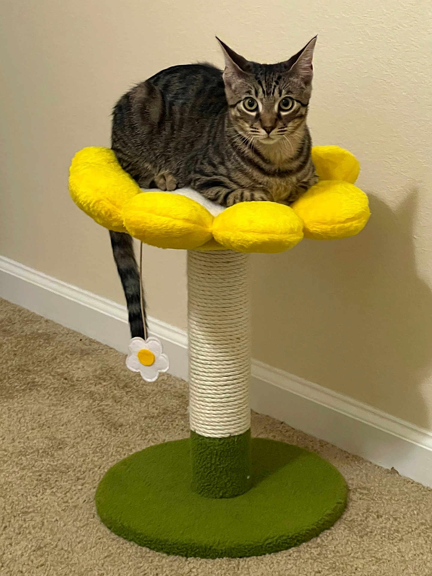 Marco