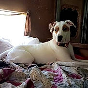 Luna Rae is registered to the contest to win money with this photo: animal, bed, blanket, brown_patch, canine, collar, cozy, curtain, dog, domestic_animal, fur, home, indoor, lying_down, pet, quilt, relaxed, resting, white_dog, window