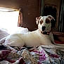 animal, bed, blanket, brown_patch, canine, collar, cozy, curtain, dog, domestic_animal, fur, home, indoor, lying_down, pet, quilt, relaxed, resting, white_dog, window