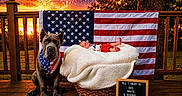 Anthony is registered to the contest to win money with this photo: american_flag, animal, baby, bandana, basket, blanket, celebration, dog, face, fireworks, holiday, nature, newborn, outdoor, patriotic, person, signboard, sunset, tree, wooden_deck
