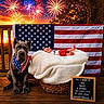 american_flag, animal, baby, bandana, basket, blanket, celebration, dog, face, fireworks, holiday, nature, newborn, outdoor, patriotic, person, signboard, sunset, tree, wooden_deck