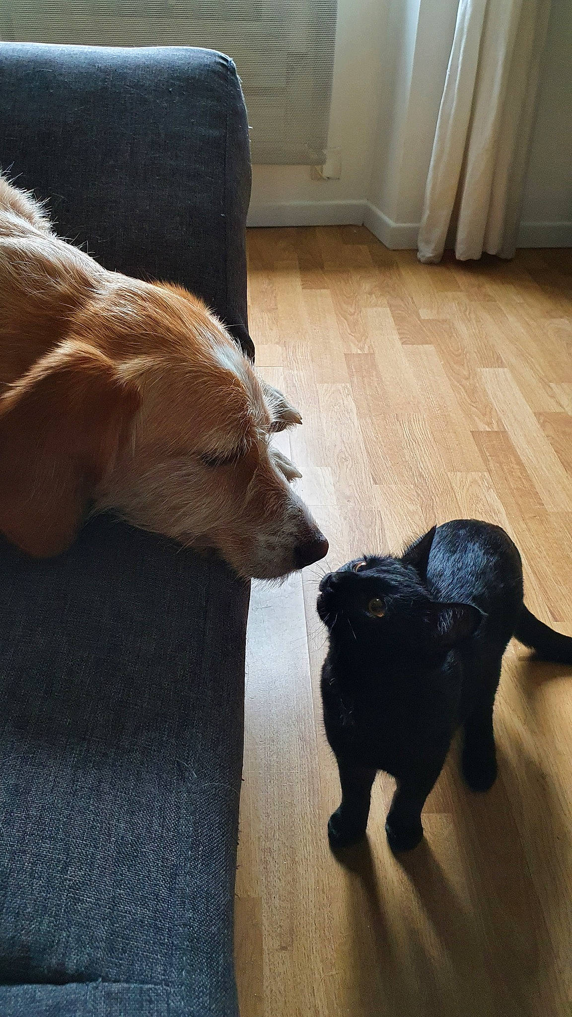 Jiji a rejoint le concours — aidez-le/la à gagner de superbes lots ! beagador, canidae, carnivore, companion_dog, dog, dog_breed, fawn, flat_coated_retriever, floor, flooring, hardwood, labrador_retriever, mammal, puppy, retriever, snout, sporting_group, tail, wood