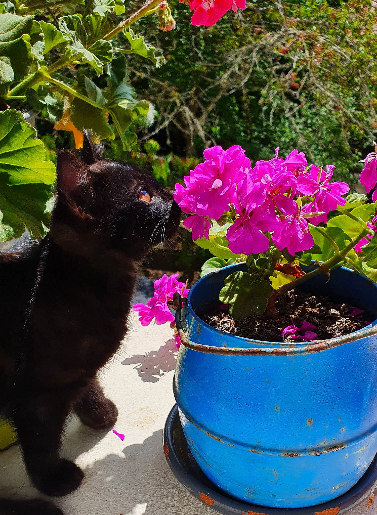 Jiji participe au concours pour gagner de l'argent avec cette photo : annual_plant, canidae, carnivore, dog, flower, flowerpot, garden, herbaceous_plant, petal, plant, schipperke, shrub