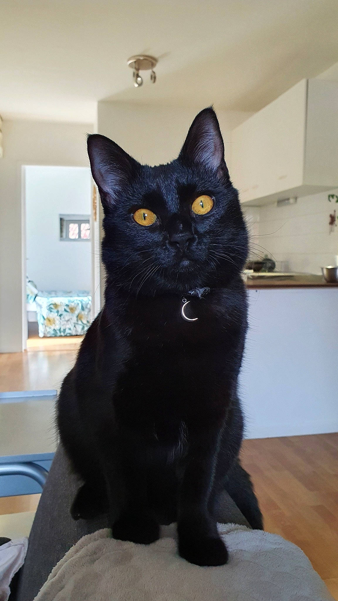 Jiji participe au concours pour gagner de l'argent avec cette photo : asian, black, black_cat, bombay, carnivore, cat, domestic_short_haired_cat, felidae, german_rex, korat, mammal, small_to_medium_sized_cats, tail, vertebrate, whiskers