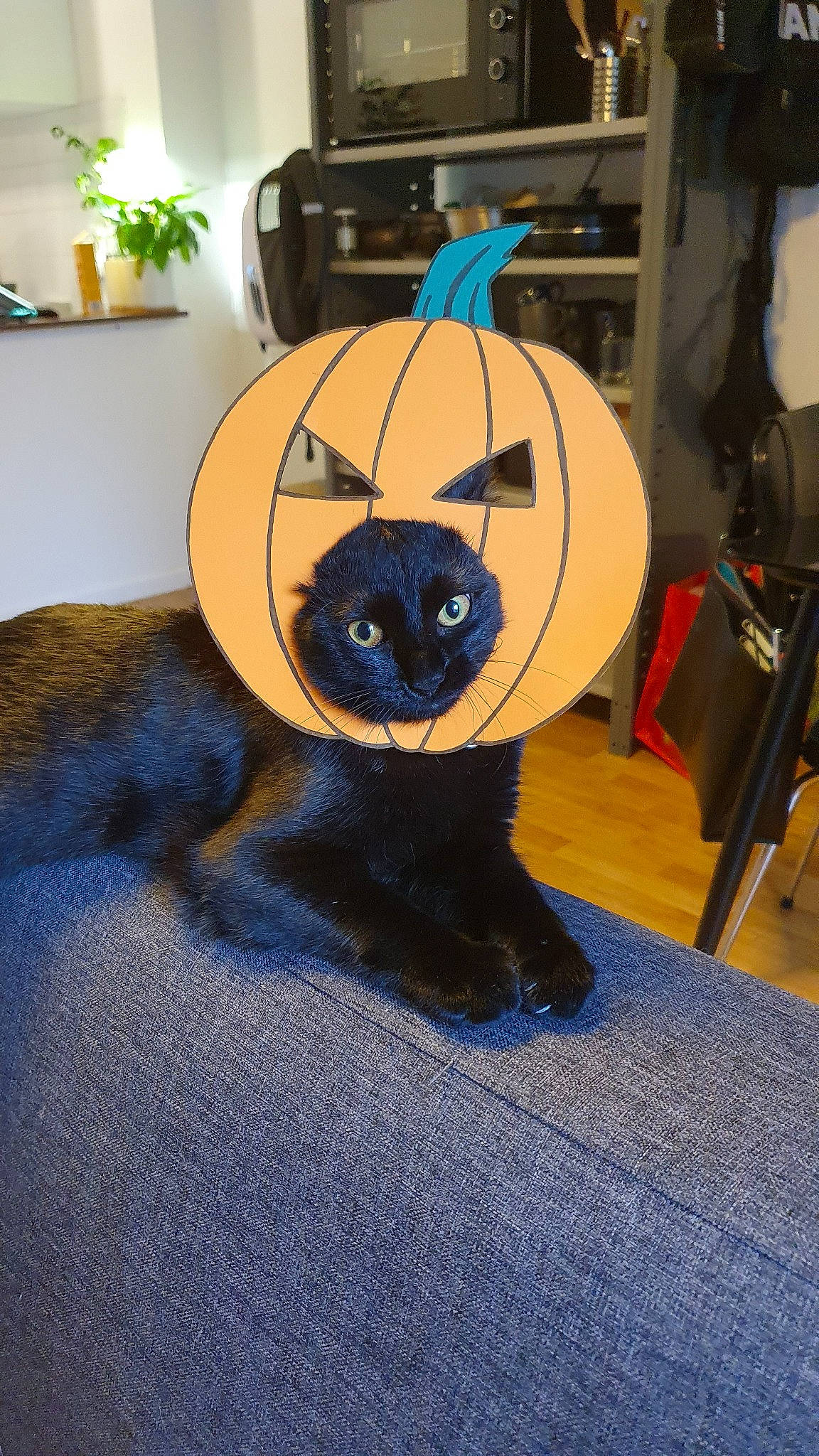 Jiji a rejoint le concours — aidez-le/la à gagner de superbes lots ! black_cat, bombay, carnivore, cat, felidae, fur, small_to_medium_sized_cats, tail, whiskers