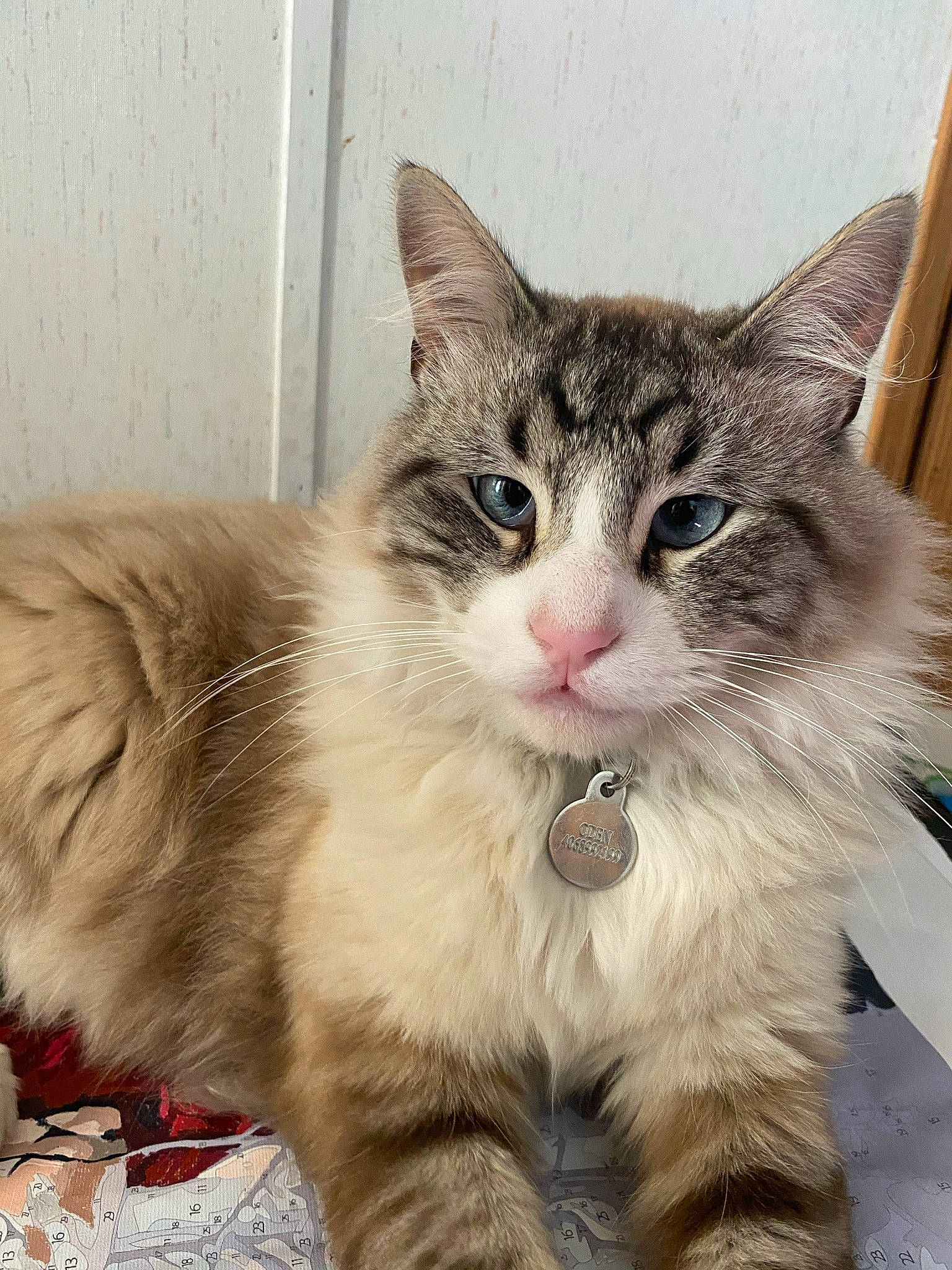 Odin joined the competition — help win amazing prizes! aegean_cat, asian_semi_longhair, british_semi_longhair, carnivore, cat, domestic_long_haired_cat, domestic_short_haired_cat, european_shorthair, felidae, kitten, maine_coon, mammal, norwegian_forest_cat, ragamuffin, ragdoll, siberian, small_to_medium_sized_cats, tabby_cat, vertebrate, whiskers