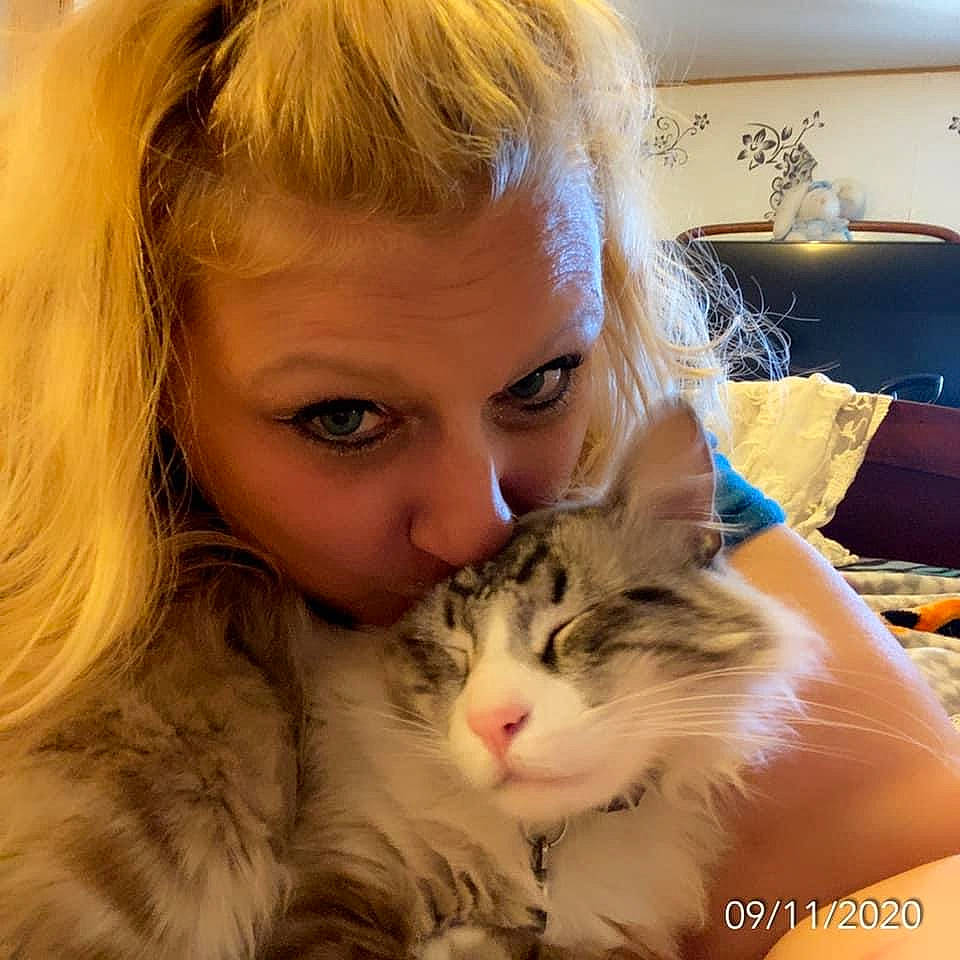 Odin is registered to the contest to win money with this photo: beauty, blond, brown_hair, carnivore, cat, cheek, domestic_long_haired_cat, eye, face, felidae, fur, hair, hairstyle, long_hair, norwegian_forest_cat, nose, siberian, skin, small_to_medium_sized_cats, whiskers