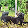 black_cat, cat, animal, pet, outdoor, garden, greenery, bush, tree, nature, fur, whiskers, relaxed, curious, daylight, flora, mammal, wildlife, domestic_animal, park