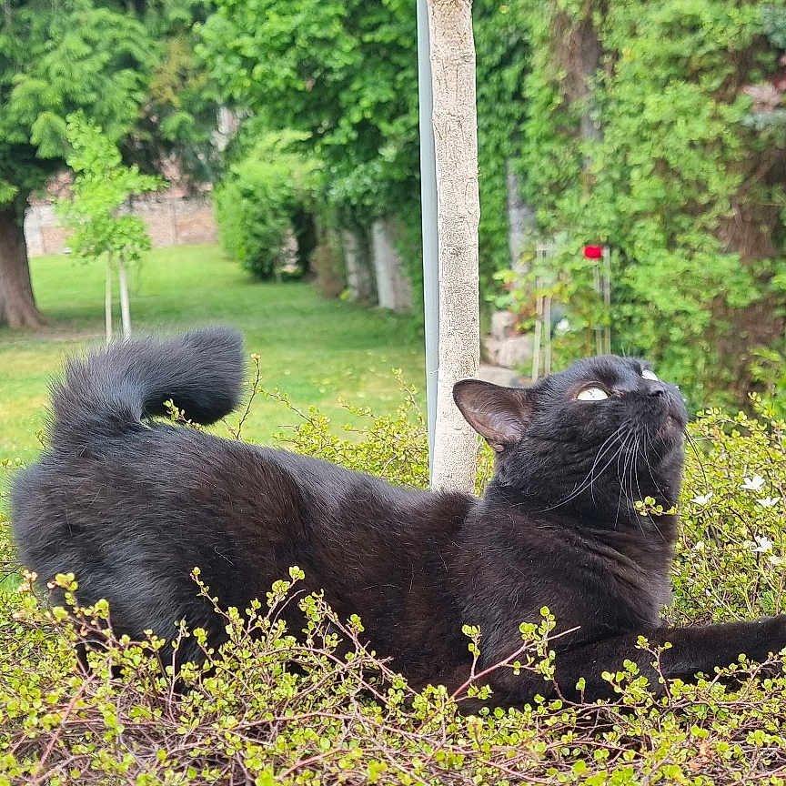 Nala a rejoint le concours — aidez-le/la à gagner de superbes lots ! animal, black_cat, bush, cat, curious, daylight, domestic_animal, flora, fur, garden, greenery, mammal, nature, outdoor, park, pet, relaxed, tree, whiskers, wildlife