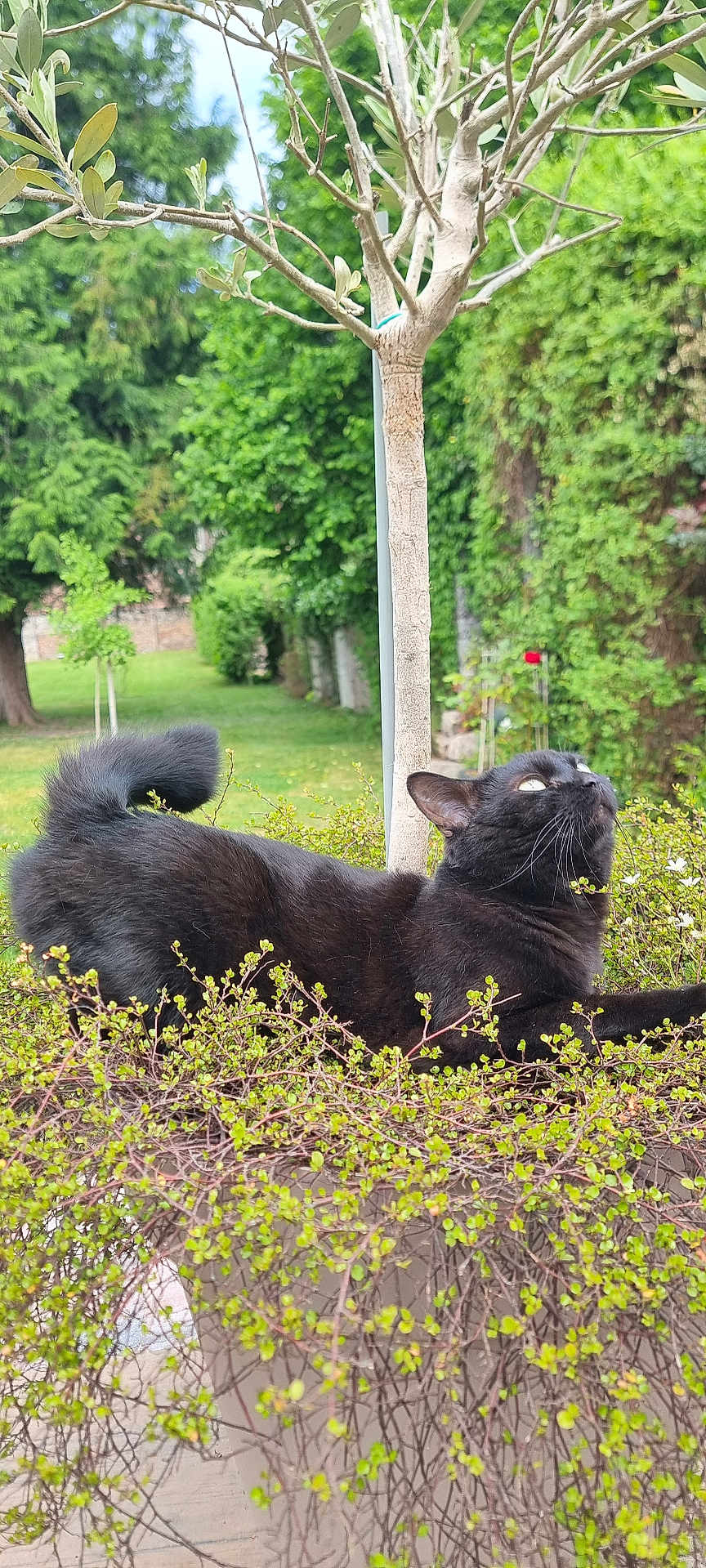 Nala a rejoint le concours — aidez-le/la à gagner de superbes lots ! black_cat, cat, animal, pet, outdoor, garden, greenery, bush, tree, nature, fur, whiskers, relaxed, curious, daylight, flora, mammal, wildlife, domestic_animal, park