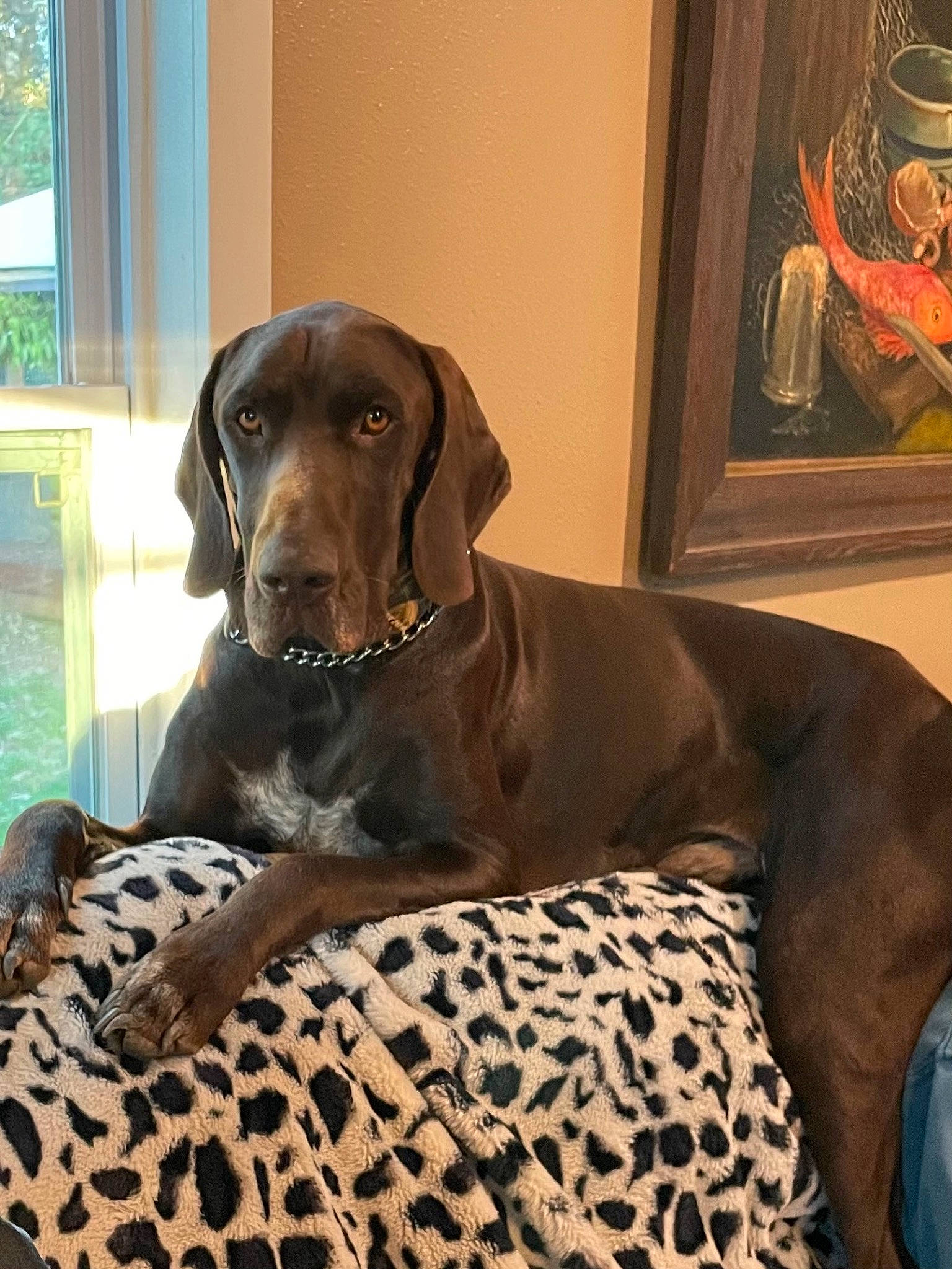 Deacon joined the competition — help win amazing prizes! canidae, carnivore, collar, comfort, companion_dog, dog, dog_breed, dog_collar, dog_supply, fawn, fur, german_shorthaired_pointer, gun_dog, liver, pattern, pet_supply, picture_frame, sitting, snout, working_animal
