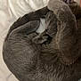 Noodle is registered to the contest to win money with this photo: animal, bed, blanket, cat, cozy, curled_up, cute, domestic_cat, feline, fur, gray_cat, indoor, nap, paw, pet, relaxed, resting, sleeping, soft, whiskers