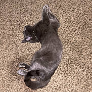 Noodle joined the competition — help win amazing prizes! animal, carpet, cat, collar, cord, cozy, cute, floor, fur, gray_cat, home, indoor, nap, paws, pet, relaxation, resting, sleeping, tail, whiskers