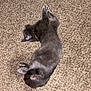 animal, carpet, cat, collar, cord, cozy, cute, floor, fur, gray_cat, home, indoor, nap, paws, pet, relaxation, resting, sleeping, tail, whiskers