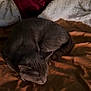 animal, bed, blanket, cat, comfort, cozy, curled_up, domestic_cat, feline, fur, gray_cat, indoor, nap, pet, quiet, relaxation, resting, sleeping, soft_texture, warm