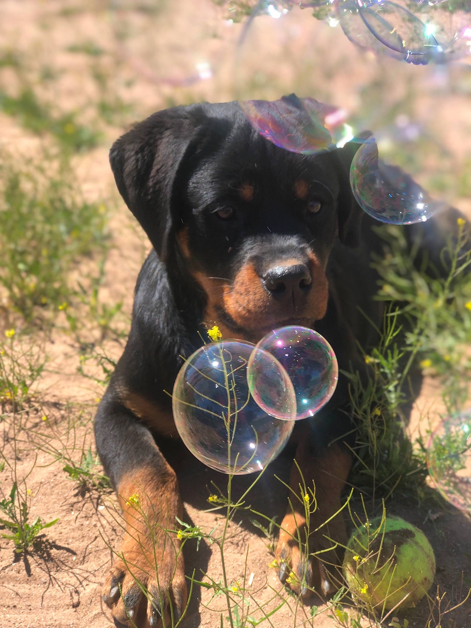 Bella is registered to the contest to win money with this photo: austrian_black_and_tan_hound, canidae, carlin_pinscher, carnivore, companion_dog, dog, dog_breed, grass, guard_dog, huntaway, hunting_dog, mammal, molosser, plant, puppy, rottweiler, snout, sporting_group, vertebrate, working_dog