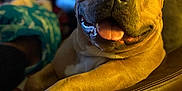Georgie joined the competition — help win amazing prizes! dog, happy, relaxed, tongue_out, brown_fur, white_paw, leather_chair, indoor, cozy, closeup, pet, canine, smiling, resting, furniture, animal, warm_light, domestic, companion, portrait