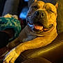 dog, happy, relaxed, tongue_out, brown_fur, white_paw, leather_chair, indoor, cozy, closeup, pet, canine, smiling, resting, furniture, animal, warm_light, domestic, companion, portrait