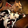 Georgie joined the competition — help win amazing prizes! dog, puppy, canine, blanket, sofa, leather, pet, resting, indoor, companion, cute, animal, friendship, brown, white, black, fur, ears, eyes, collar