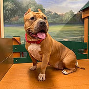 Georgie is registered to the contest to win money with this photo: dog, canine, pet, animal, brown_dog, red_collar, sitting, wooden_floor, indoor, portrait, happy, tongue_out, ears_back, background_painting, nature_mural, furniture, paw, tail, snout, companion