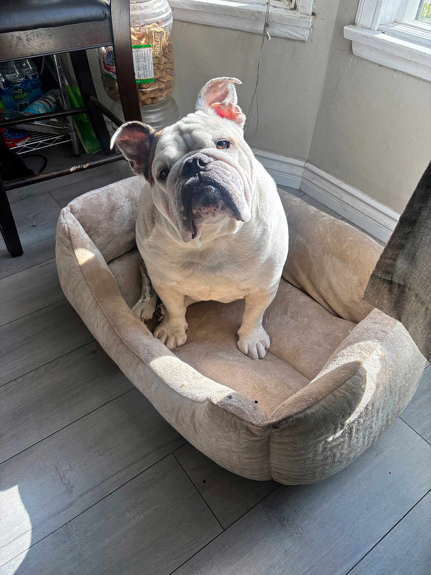 Appa joined the competition — help win amazing prizes! adorable, bulldog, chair, cozy, curtain, dog, dog_bed, flooring, hardwood_floor, indoor, looking_up, paws, pet, portrait, shelf, sunlight, treat_jar, white_fur, window, wrinkled_face