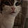 Lola