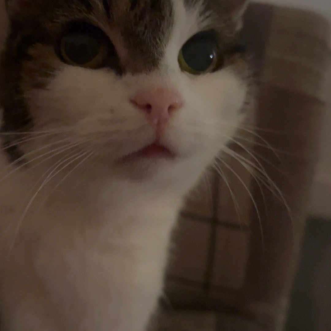 Lola
