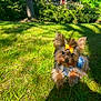 dog, small_dog, yorkshire_terrier, yellow_bow, denim_jacket, grass, garden, sunlight, outdoor, pet, cute, playful, animal, greenery, bushes, tree, sunshine, fur, adorable, portrait