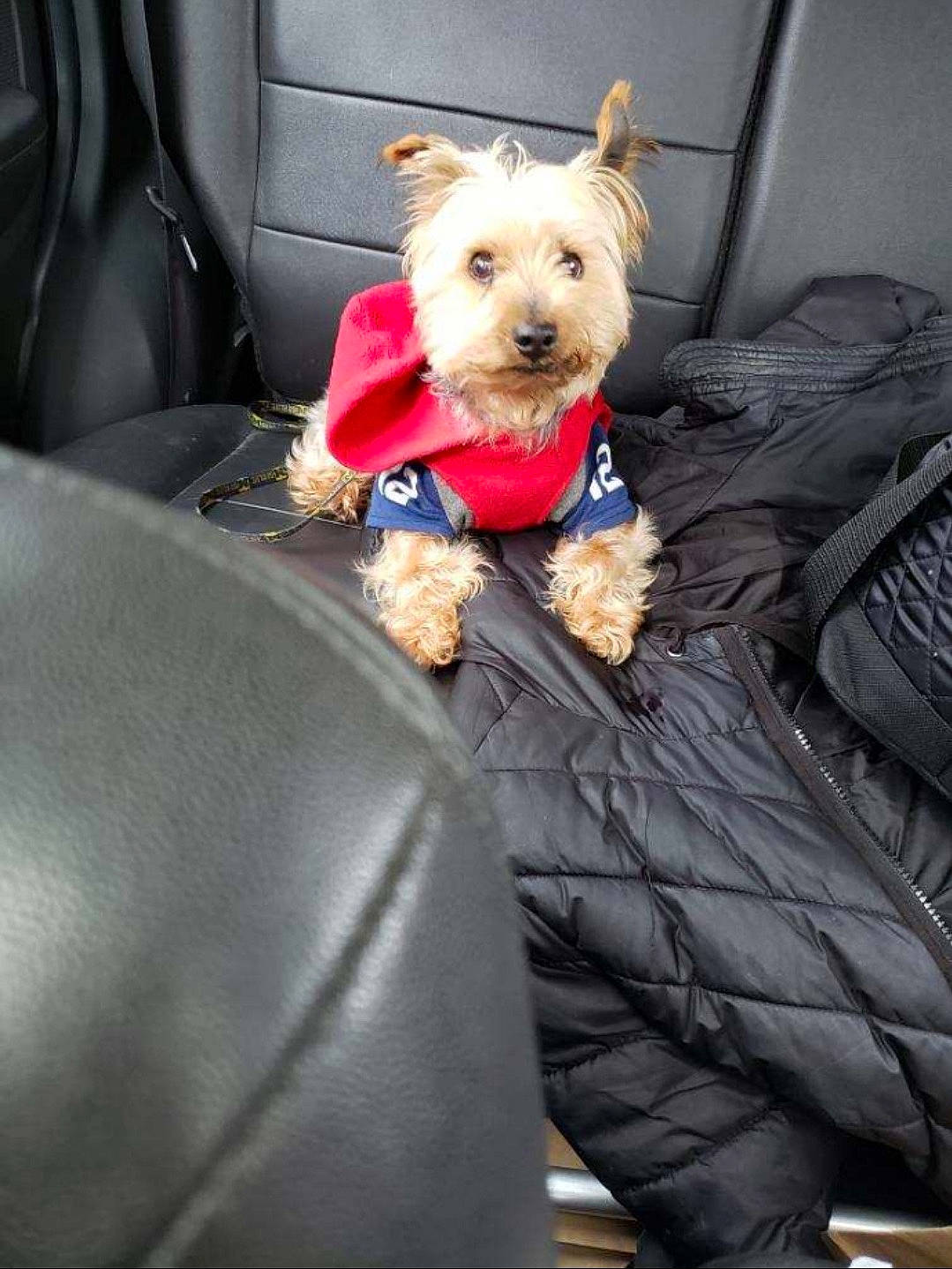 Brady is registered to the contest to win money with this photo: canidae, carnivore, collar, comfort, companion_dog, dog, dog_breed, dog_clothes, dog_supply, fashion_accessory, fawn, fur, small_terrier, snout, sporting_group, terrier, toy, toy_dog, working_animal, yorkipoo