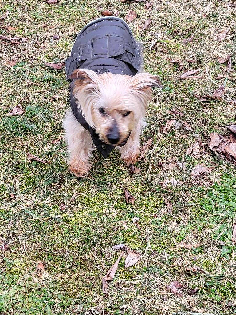 Brady is registered to the contest to win money with this photo: canidae, carnivore, companion_dog, dog, dog_breed, dog_supply, fawn, fur, grass, groundcover, liver, plant, small_terrier, snout, sporting_group, tail, terrestrial_animal, terrier, toy_dog, working_animal