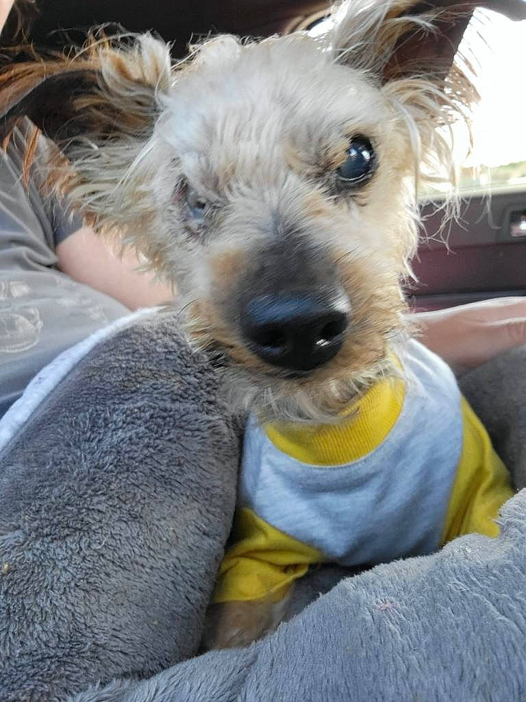 Brady is registered to the contest to win money with this photo: canidae, carnivore, collar, comfort, companion_dog, dog, dog_breed, fawn, fur, schnauzer, small_terrier, snout, sporting_group, terrestrial_animal, terrier, toy_dog, wire_hair_fox_terrier, working_animal