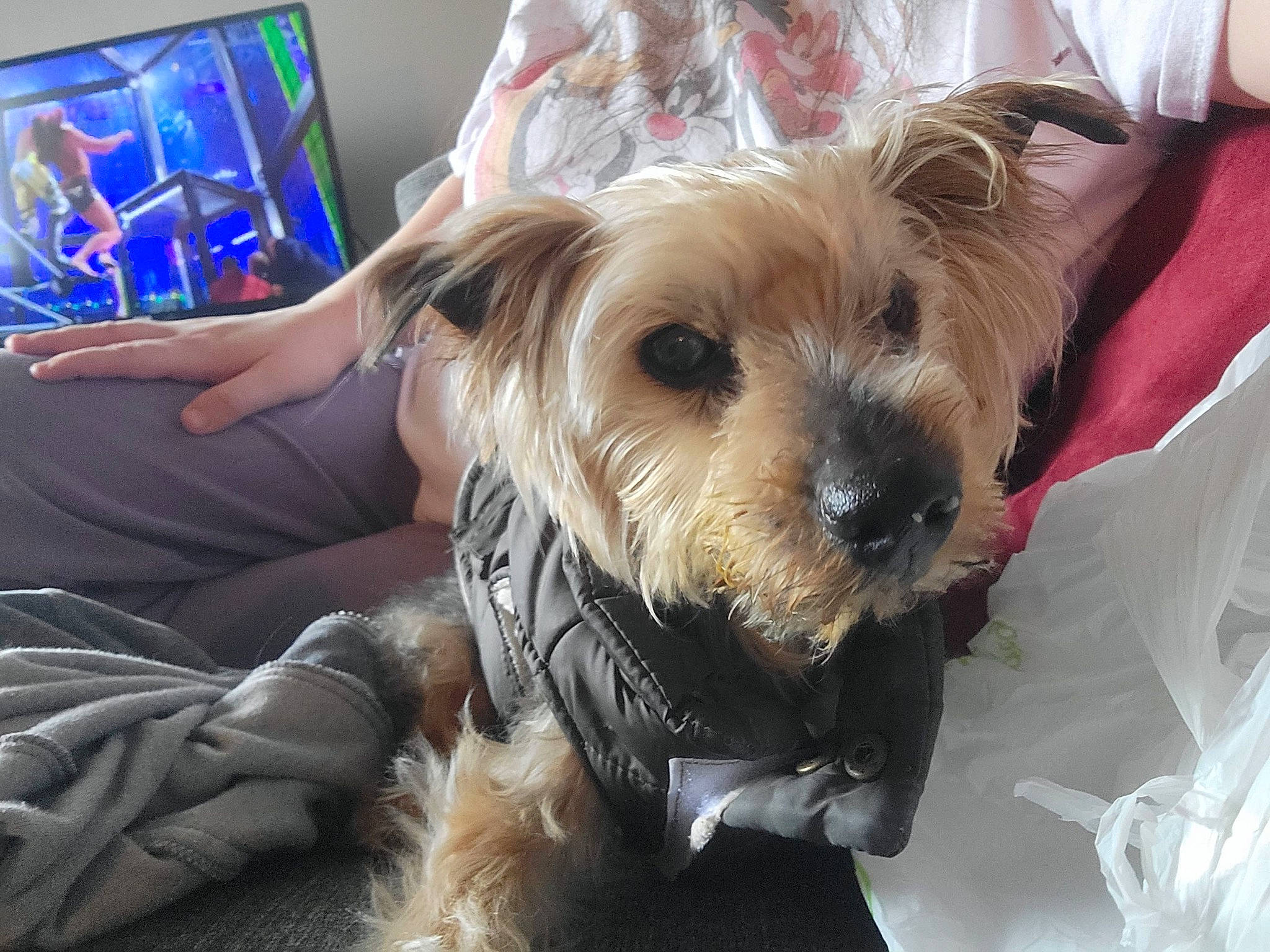 Brady joined the competition — help win amazing prizes! biewer_terrier, canidae, carnivore, comfort, companion_dog, display_device, dog, dog_breed, dog_supply, fawn, fur, maltepoo, non_sporting_group, puppy, sitting, small_terrier, terrier, toy_dog, working_animal, yorkipoo